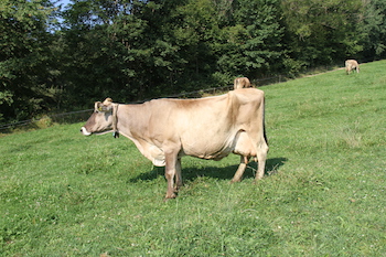 Quelle: Land schafft Leben, CC BY-ND 4.0