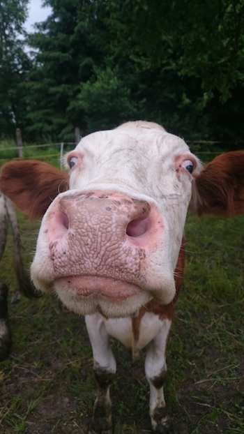 Quelle: Land schafft Leben, CC BY-ND 4.0